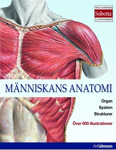 Bild på Människans anatomi