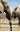 Bild på Elephant whisperer - learning about life, loyalty and freedom from a remark