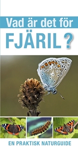 Bild på Vad är det för fjäril?