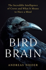 Bild på Bird Brain: The Incredible Intelligence of Crows and What It Means to Have a Mind